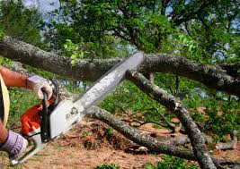 Best Utility Line Clearance  in Plains, KS